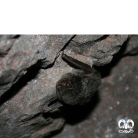 گونه خفاش گوش پهن آسیایی  Eastern Barbastelle  